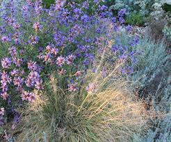 Image result for Sporobolus ioclados