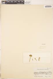 Image result for Emilia subscaposa