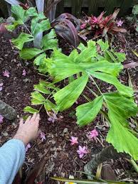 Image result for Aiphanes horrida