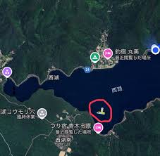 西湖 ヒメマス 最新 釣果