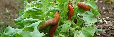 natuurlijk slakken bestrijden en veilig voor je huisdieren ongedierte in de tuin planten tuinplanten