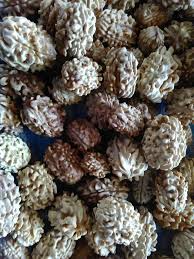 Image result for description of Elaeocarpus sphaericus