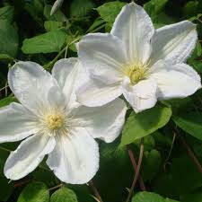 Maybe you would like to learn more about one of these? Clematis Madame Le Coultre Kaufen Sie Pflanzen Bei Coolplants