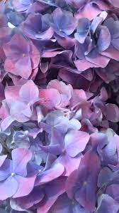 Hydrangeas Purple Flowers Wallpaper Flowers Photography Hydrangea Wallpaper