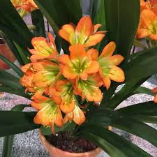 Image result for Clivia miniata