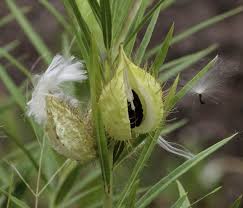 Image result for Gomphocarpus fruticosus