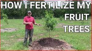 Fruit trees generally do not require regular fertilization. How And When To Fertilizing Fruit Trees Youtube