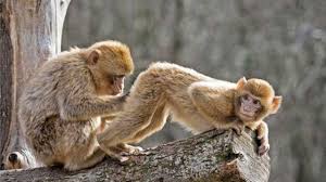 Funny Monkeys Funniest Monkey Videos Hd Epic Laughs Funny Monkey Pictures Monkeys Funny Funny Animal Pictures