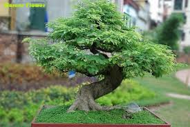 Berbagai Bonsai Asem Jawa Juara Di Indonesia