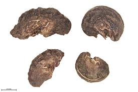 Image result for Psydrax