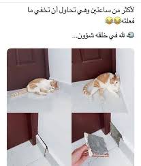 algerie dora funny fun quotes funny funny minion quotes