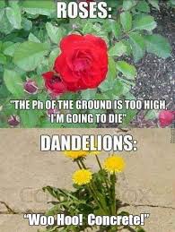 Flowers Bones Funny Funny Pictures Humor