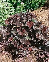 Image result for Heuchera `Swirling Fantasy`
