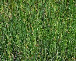 Image result for Schoenoplectus confusus