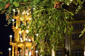 El muérdago, la planta de las películas de Navidad y otras historias