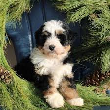 Learn about mini bernedoodle puppies for sale near charlotte, nc. Chapman Mini Bernedoodle Puppy For Sale In Ohio Bernedoodle Puppy Bernedoodle Mini Bernedoodle