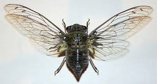 Gigas, postura por rama, huevos. Tx Cicada Species Quesada Gigas Bugguide Net