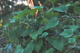 Image result for Lagenaria sphaerica