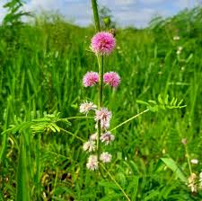 Image result for Mimosa diplotricha