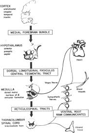 Image result for Cushing Response