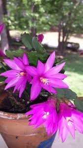 What does an overwatered cactus look like? Easter Cactus Purple Color Plant Available Live Plant At Seedsnpots Com