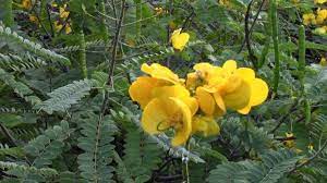 Pin En Plantas Medicinales