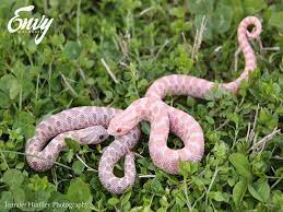 Coral And Lavender Western Hognoses Hognose Snake Cute Snake Cute Reptiles
