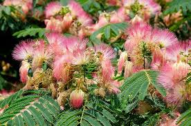 Image result for Albizia forbesii