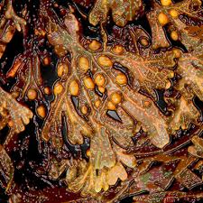 Although it is extremely unreactive krypton can react with fluorine, and a few compounds of the element have been prepared, including krypton (ii) fluoride and krypton clathrates. Iodine Element Information Properties And Uses Periodic Table