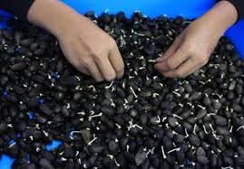 Cara pembuatan pupuk tauge ini sangat sederhana layaknya cara membuat poc dari susu basi. Cara Membuat Kecambah Sawit Super Unggul Dan Berbuah Lebat Mari Berkebun