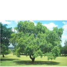 Image result for Searsia leptodictya