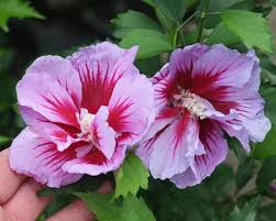 Hibiscus sabdariffa flowers are native to africa and grow in many tropical and subtropical regions around the world — including thailand, china, and mexico.these flowers are one of many species of. Hibiscus Purple Pillar Bluestone Perennials