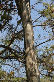 Image result for Stereospermum kunthianum