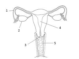 If the egg is not fertilized, then the thick and soft inner lining along with the dead egg and blood vessels, of uterus gets. Reproductive Systems Diagram Quizlet