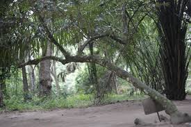 Image result for Anthonotha macrophylla