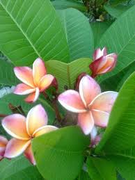 But it works perfect for my rose scented blend! Best Fertilizer Frangipani Cromalinsupport