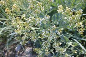 Image result for Crambe