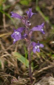 Image result for Orobanche