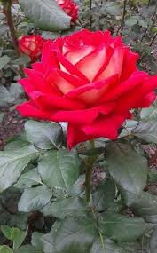 Epingle Par Nezla Iwaquren Sur Fleur Jardin Fleurs Fleur Jardin Jardins