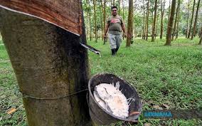 Gambar beruang atau gunung yang pertama kali kamu lihat? Bernama Sabah Minta Pekebun Kecil Penoreh Getah Kemas Kini Maklumat