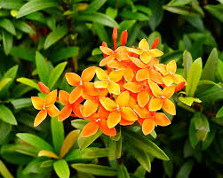 Image result for Ixora nana