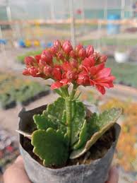 Image result for Kalanchoe