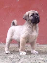 D3zmjv Jpg 540 720 Kangal Kopegi Sevimli Kopek Yavrulari Kopek Turleri