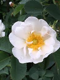 Rose perpetual white moss (laffay`s perpetual white moss, moussue des quatre saisons blanc, new white cluster moss, perpetual white damask moss, quatre saison blanc mousseau, quatre saisons blanc mousseux, quatre saisons blanche mousseuse, rose des qu. White Rose Of York Species Roses Rose Petals Nursery