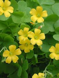 However, the particularly narrow leaflets of the glabra plant look more like fingers rather than a common clover. Yellow Wood Sorrel Oxalis Stricta Organic Seeds Aka Lemon Grass Lemon Clover And False Shamrock Edible Flowers Leaves Woodsorrel In 2021 Wood Sorrel Grass Flower Organic Seeds