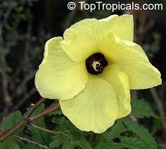 Image result for Abelmoschus esculentus