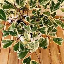 Image result for Ficus variifolia