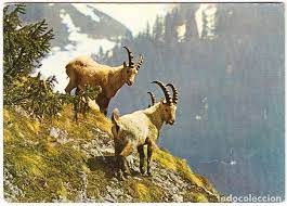 cabras salvajes - alpes - animales de montaña - Comprar Postales antiguas de Animales en todocoleccion - 122425851