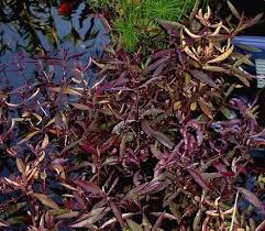 Image result for Alternanthera sessilis