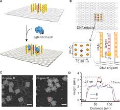 Pam modulator dan pam demodulator. Programming Pam Antennae For Efficient Crispr Cas9 Dna Editing Science Advances